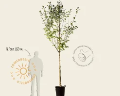Syringa josikaea - hoogstam