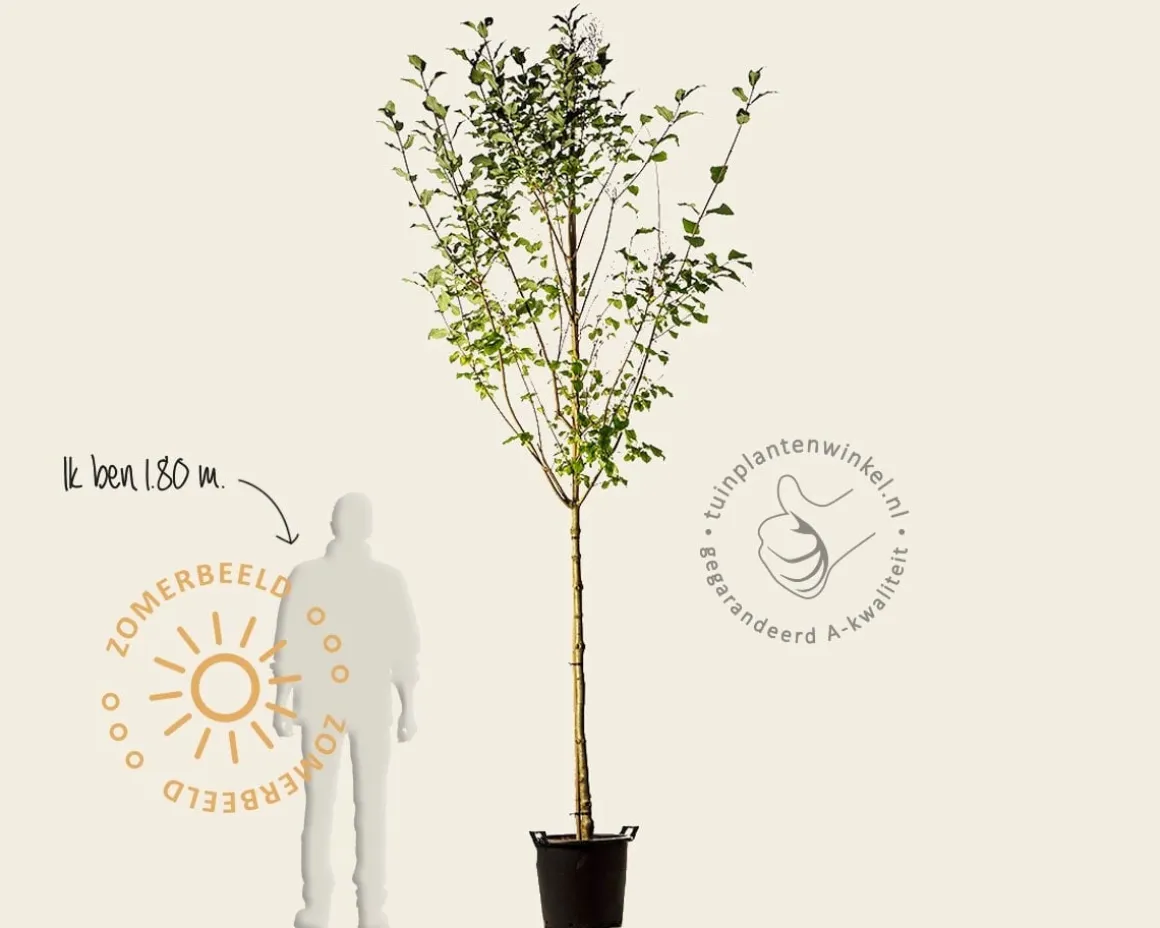 Syringa josikaea - hoogstam