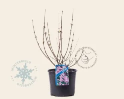 Syringa meyeri 'Palibin'