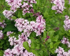 Syringa meyeri 'Palibin' - hoogstam