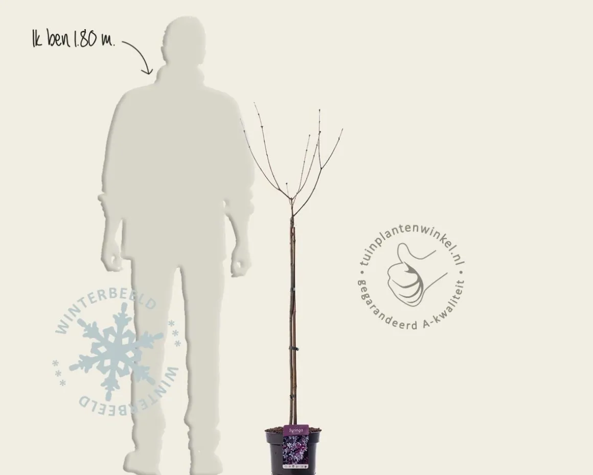 Syringa meyeri 'Palibin' - op stam