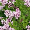 Syringa meyeri 'Palibin' - XL