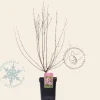 Syringa microphylla 'Superba'