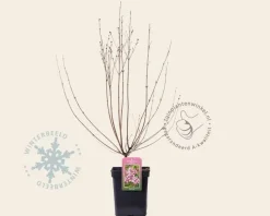 Syringa microphylla 'Superba'