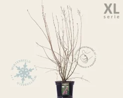 Syringa microphylla 'Superba' - XL