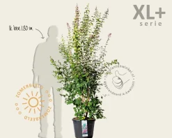 Syringa microphylla 'Superba' - XL+
