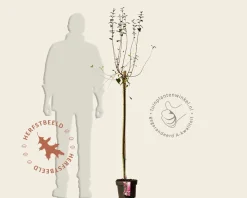 Syringa microphylla 'Superba' - op stam