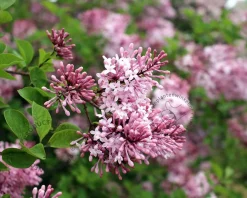 Syringa microphylla 'Superba' - op stam