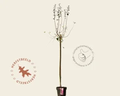 Syringa microphylla 'Superba' - op stam