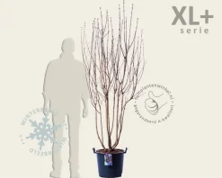 Syringa vulgaris 'Andenken an Ludwig Späth' - XL+