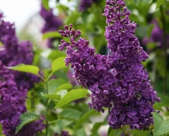 Syringa vulgaris 'Andenken an Ludwig Späth' - XL+
