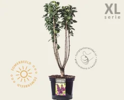 Syringa vulgaris 'Andenken an Ludwig Späth' - XL