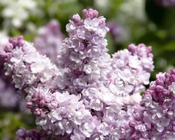 Syringa vulgaris 'Beauty of Moscow' - hoogstam