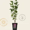 Syringa vulgaris 'Charles Joly'