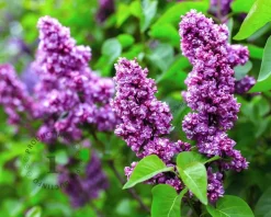 Syringa vulgaris 'Charles Joly'