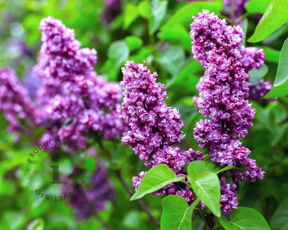 Syringa vulgaris 'Charles Joly'