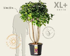 Syringa vulgaris 'Charles Joly' - XL+