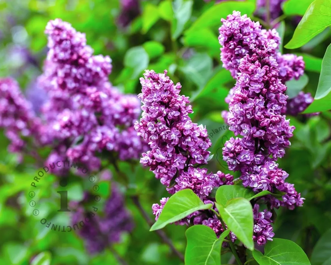 Syringa vulgaris 'Charles Joly' - XL+