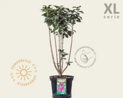 Syringa vulgaris 'Charles Joly' - XL