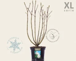 Syringa vulgaris 'Madame Lemoine' - XL