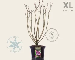 Syringa vulgaris 'Michel Buchner' - XL