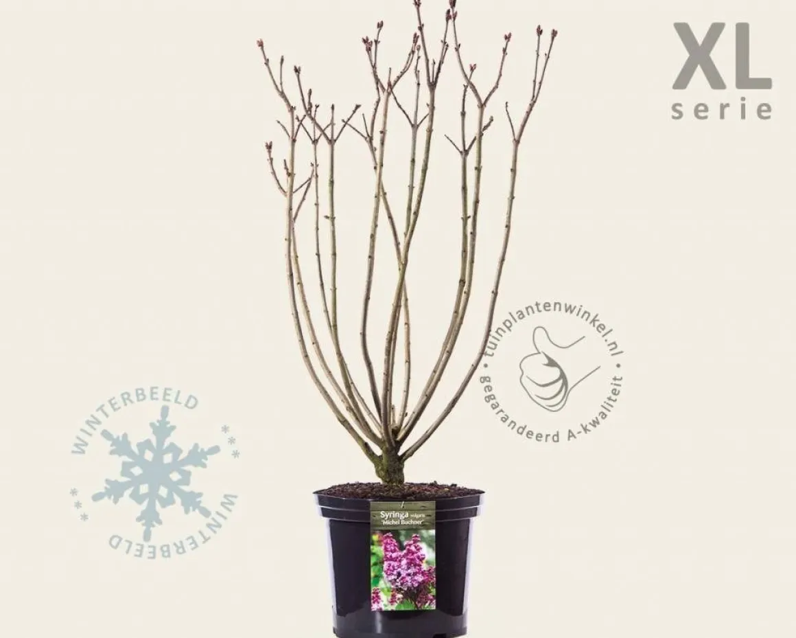 Syringa vulgaris 'Michel Buchner' - XL
