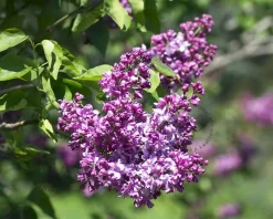 Syringa vulgaris 'Michel Buchner' - XL