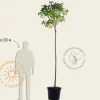 Syringa vulgaris 'Mme Lemoine' - hoogstam