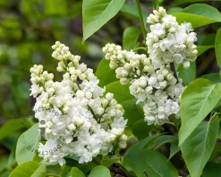 Syringa vulgaris 'Mme Lemoine' - hoogstam