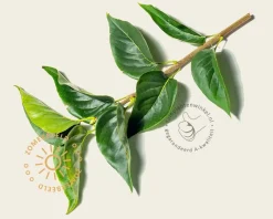 Syringa vulgaris 'Mme Lemoine' - XL+