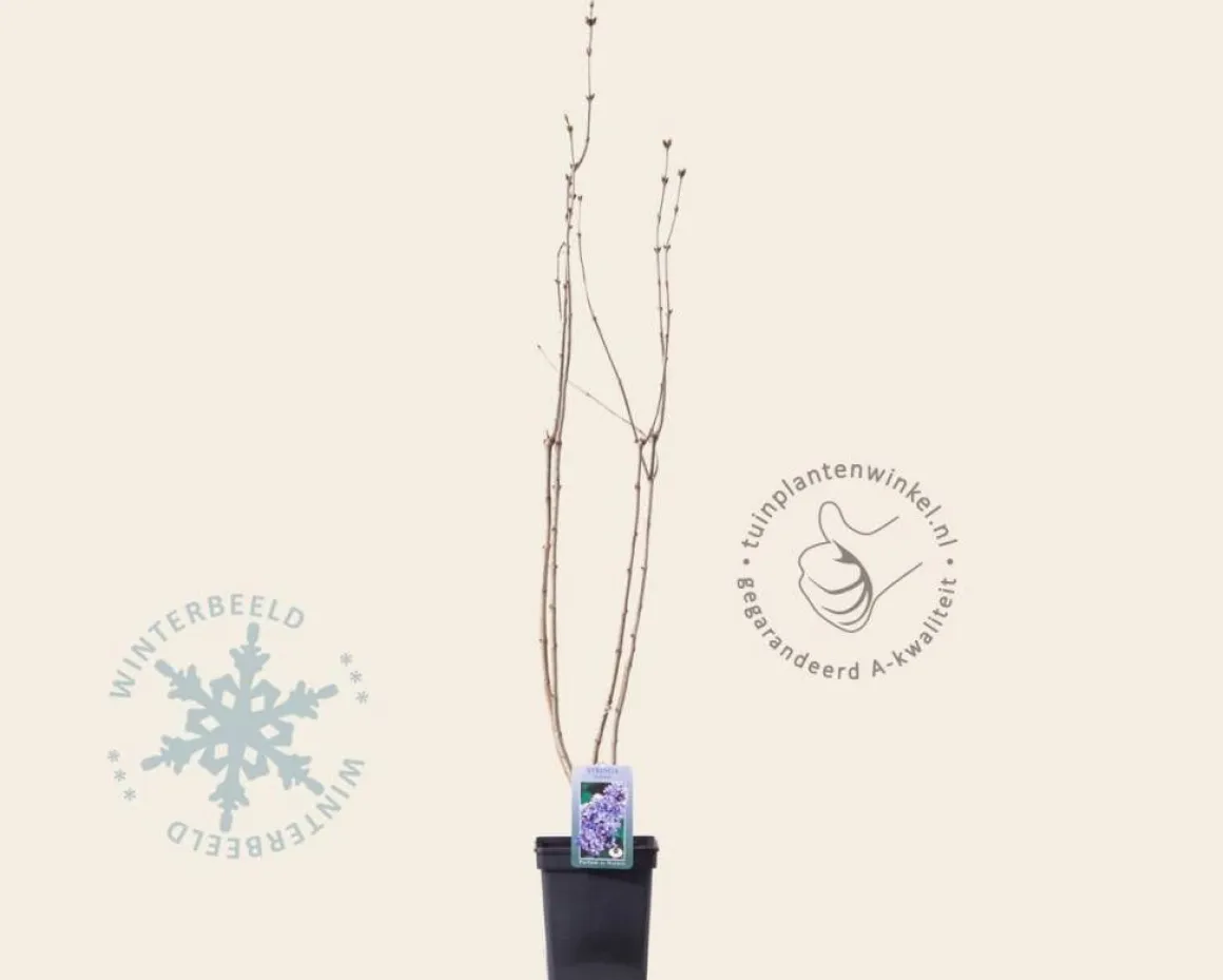 Syringa vulgaris 'Nadezhda'