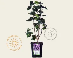 Syringa vulgaris 'Sensation'
