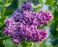 Syringa vulgaris 'Sensation'