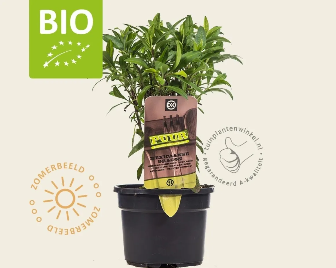 Tagetes lucida Puur