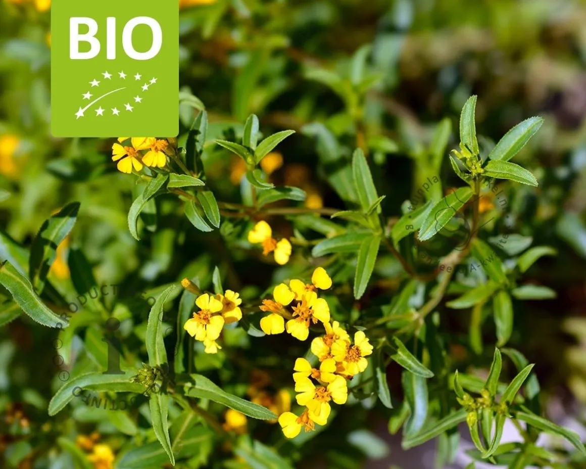 Tagetes lucida Puur