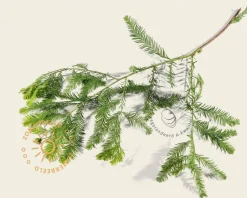 Taxodium distichum - beveerd