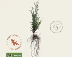 Taxus baccata - blote wortel