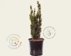 Taxus baccata 'David'