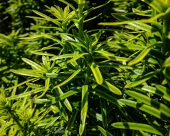 Taxus baccata 'David' - in pot - XL