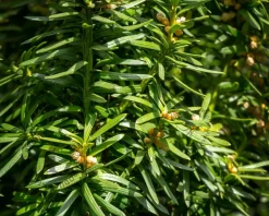 Taxus baccata 'Fastigiata' 120/140 - in pot