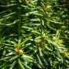 Taxus baccata 'Fastigiata' 80/100 - in pot - XL