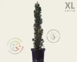Taxus baccata 'Fastigiata Robusta' - in pot - XL
