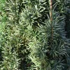 Taxus baccata 'Fastigiata Robusta'
