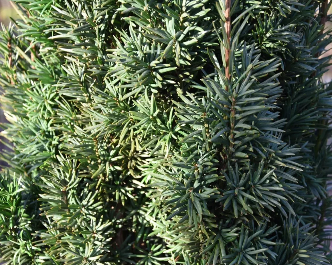 Taxus baccata 'Fastigiata Robusta'