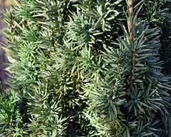 Taxus baccata 'Fastigiata Robusta' - Excellent