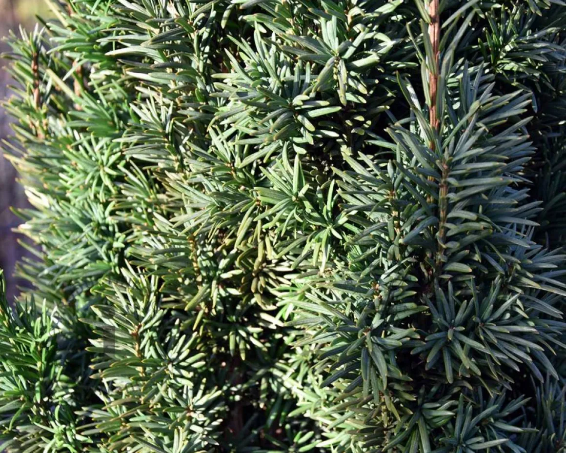 Taxus baccata 'Fastigiata Robusta' - Excellent