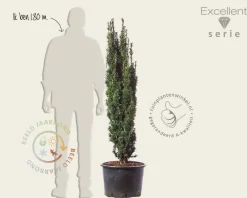 Taxus baccata 'Fastigiata Robusta' - Excellent