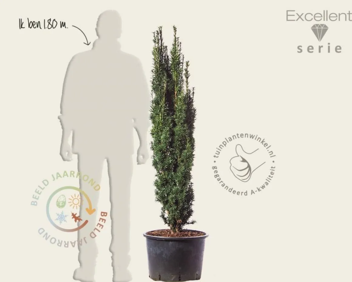 Taxus baccata 'Fastigiata Robusta' - Excellent