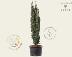 Taxus baccata 'Fastigiata Robusta' - Excellent