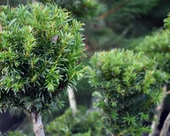 Taxus baccata 'Groenland' - bonsai - Excellent